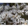 1 Live Plant Star Magnolia Tree | 6-12" in A