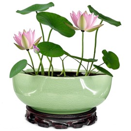 MUZHI Green Ceramic Water Lotus Flower Bowl Planter with Solid Wood Tray, Elegant Hole-Free Ice Crack Hydroponic Water Lily Bowl Pot with Stand 7.5”