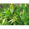 HAWAIIAN GREEN TI LEAF PLANT 2 LOGS ~ GROW HAWAII