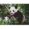 Ravensburger Puzzle 12000351 Panda Bear 500 Pieces Puzzle for Adults