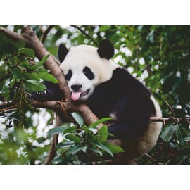 Ravensburger Puzzle 12000351 Panda Bear 500 Pieces Puzzle for Adults and Children from 12 Years Animal Puzzle