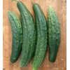Green Dragon Long Cucumber Seeds for Planting - 50+ Heirloom