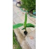 1 Heliconia Golden Torch Adrin Plant - Rhizome for Growing