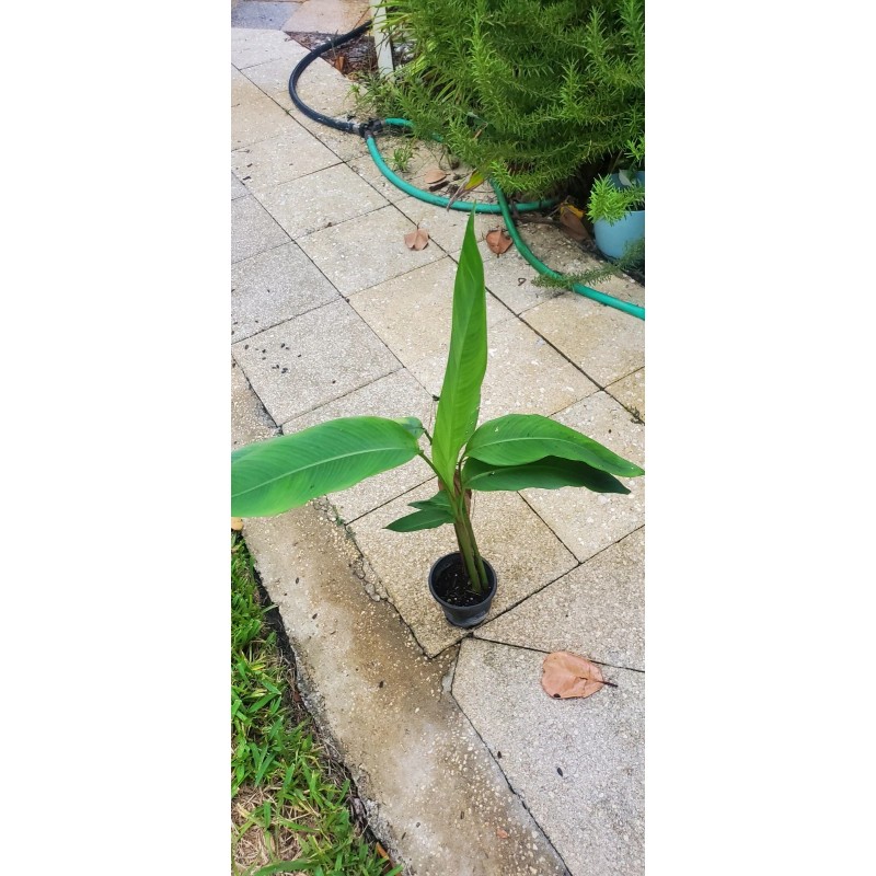 1 Heliconia Golden Torch Adrin Plant - Rhizome for Growing