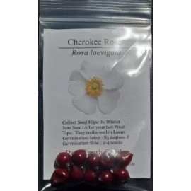 Cherokee Rose - 10 seed hips - Rosa laevigata