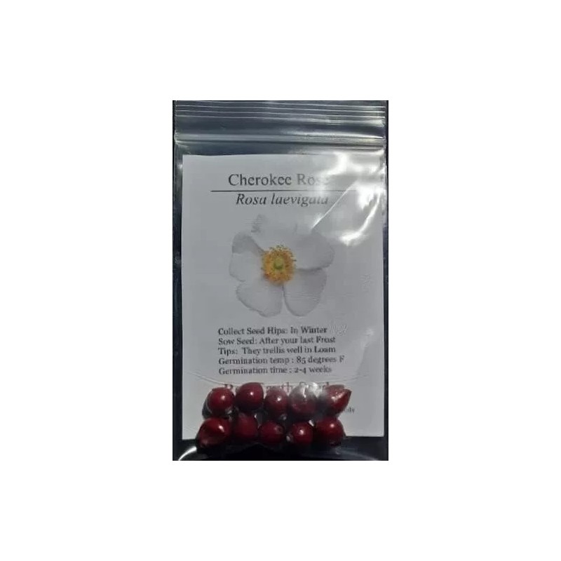 Cherokee Rose - 10 seed hips - Rosa laevigata