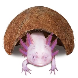 JOR Axolotl Cave, Coconut Shell Hideout and Resting Tunnel, Shelter for Pleco, Crabs, Fish, Turtles, Geckos, Tank Décor, 5” x 3”, 1 Pc Per Pack