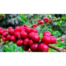 Toucan Coffee 5  LB TANZANIA GREEN COFFEE WHOLE BEAN - ARABICA - 5 lb, Whole Bean