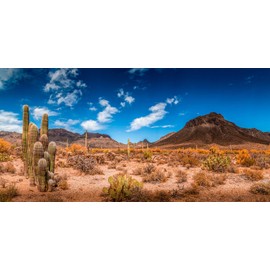 BannersNStands Reptile Habitat, Terrarium Background, Blue Sky with Mountains & Cactus - (Various Sizes) (48" L x 21" H) 75 Gallon