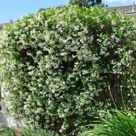 150+ Climbing Jasmine Flower Seeds or Planting - Fragrant Non-GMO Seeds, Essential for Vertical Greening in Gardens & Balconies