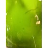Green Water Culture, Matured Living Algae & Organisms, Nutritionally Dense