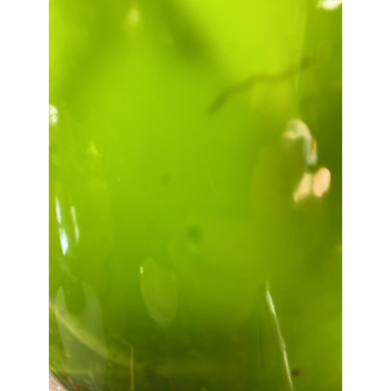 Green Water Culture, Matured Living Algae & Organisms, Nutritionally Dense