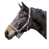 HKM Linz Headcollar 8519 Black/Grey/Pink/Blue Thoroughbred