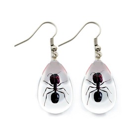 Real Insect Earrings - Ants - Clear Acrylic Tear Drop