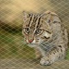 Anti Cat Net Balcony Protective Net UV Resistance Nylon Pet