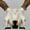 Sturdy European Mount Skull Hanger. Low Profile. USA Based Company.