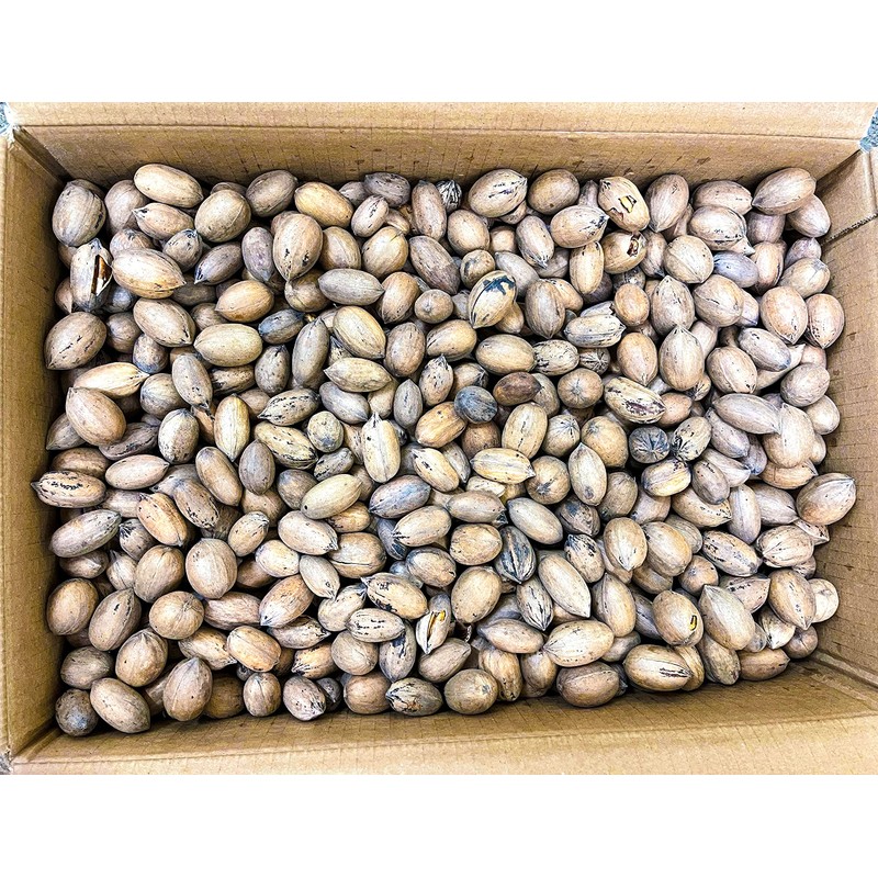 20 lbs - Texas Squirrel Pecans Inshell | Pecans.com |