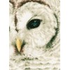 Lanarte PN-0163781 Counted Cross Stitch Kit: Owl (Evenweave), NA, 19