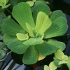 Floating Plants for Water Gardens and Ponds (Water Lettuce) (Water