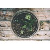 WGV Large Bowl Glass Vase Bulk, Diameter 9", Height 8",