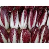 500+ Radicchio (Chicory) Seeds- Rossa di Treviso Precoce