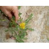 Fresh Wild Dandelion Plant 5 Fresh Wild Dandelion (Taraxacum officinale)