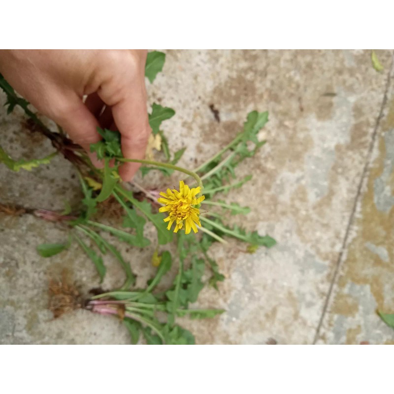 Fresh Wild Dandelion Plant 5 Fresh Wild Dandelion (Taraxacum officinale)