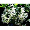 Rare Scented Jasmine Flower Easy to Grow 5g Seeds