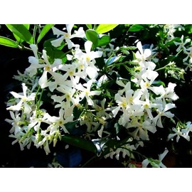 Rare Scented Jasmine Flower Easy to Grow 5g Seeds