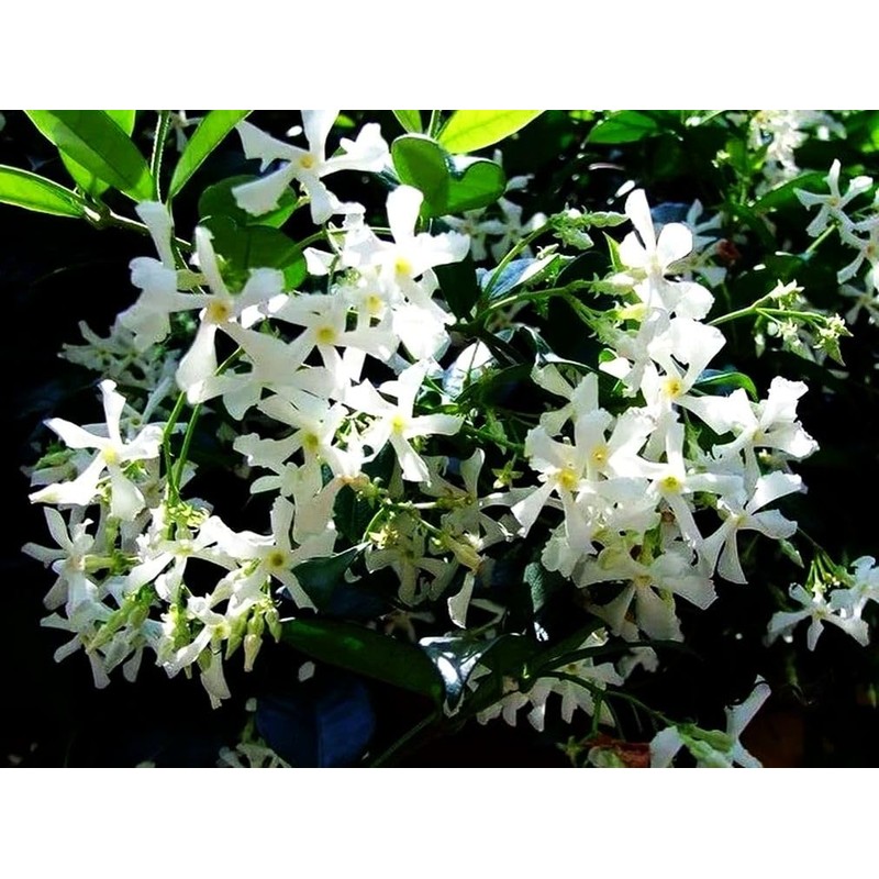 Rare Scented Jasmine Flower Easy to Grow 5g Seeds