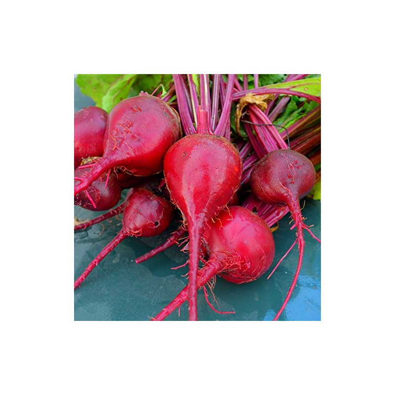 Early Wonder Beet - 100 Seeds - Heirloom & Open-Pollinated