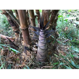 Dendrocalamus Asper Bamboo Plant - 2 Pack - Fast-Growing Live Indoor/Outdoor Giant Bamboo for Landscaping & Green Decor - Eco-Friendly - Also Known as Dragon/Rough Bamboo