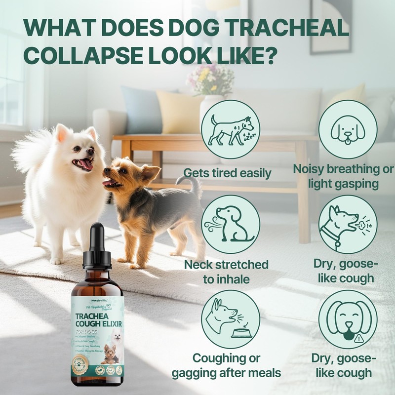 Collapsed Trachea Treatment for Dogs, Trachea Cough Elixir, Dog Cough