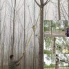 30Ft Tree Pole Pruner, 2025 Upgraded Spring Manual Branches Trimmer