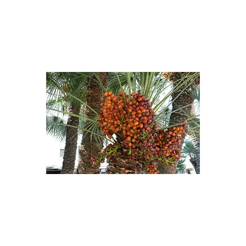 10 Medjool Date Palm Seeds, Pits, Phoenix dactylifera Large Fruit