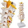 Sacrum Lumbar Spine Modelo