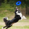 Nerf Dog 10in Enhanced Translucent TPR Tire Flyer - Blue,Medium