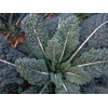 8000 Black Tuscan Lacinato Kale Seeds for Planting AKA Dinosaur