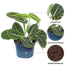 Live Lemon Green Maranta, Lemon Prayer Plant, Sympathy Gift, Indoor Potted Plant, Gardener Gift, Trailing House Plant, Large Plant in 6" Pot