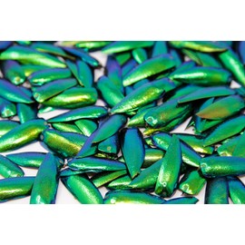 200 Jewel Beetle Elytra | Sternocera aequisignata | Iridescent Wing Case of The Metallic Green Jewel Beetle for Jewelry Craft Art Design