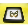 asiahouse24 A Real Exotic Prepared Butterfly Papilion Mormon in Black