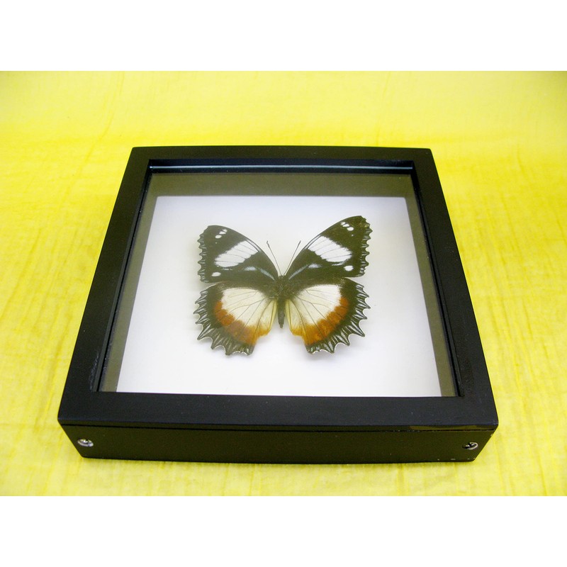 asiahouse24 A Real Exotic Prepared Butterfly Papilion Mormon in Black