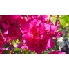 Nelson Bougainvillea & All Flowering Vines Food Trumpet Wisteria Jessamine