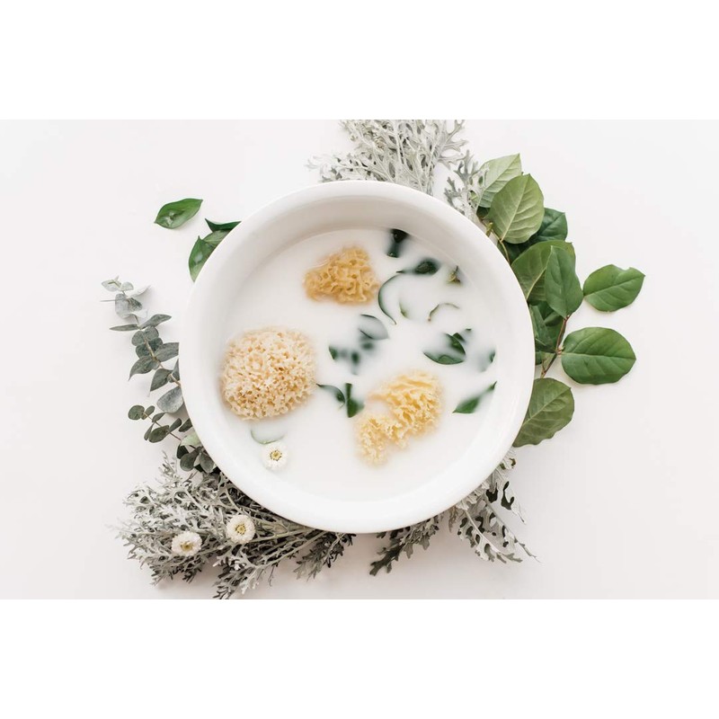 Kyte BABY Natural Sea Sponge, 4 to 5 Inches