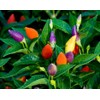 Seeds4planting - Seeds Ornamental Chili Pepper Hot Mix Non GMO