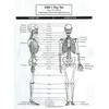 Anatomical Chart My First Skeleton, Tiny Tim, 16 1/2"