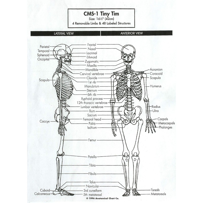Anatomical Chart My First Skeleton, Tiny Tim, 16 1/2"