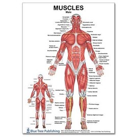 Blue Tree Publishing Muscle Charts (Female and Male Laminated card)