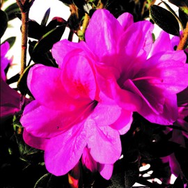 1 Gallon - Encore Azalea Autumn Empress - Re-Blooming Evergreen Shrub That Features Pink Semi-Double Blooms