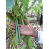 Vanilla Products USA Extracto de Madagascar Grado B Bourbon Vanilla